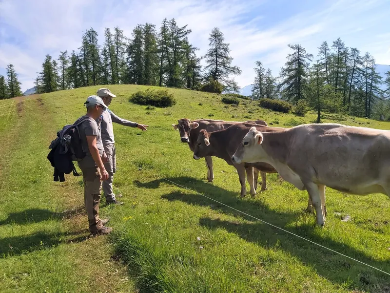 Les alpages autour de Roubion, garde-manger de la table d'hôtes